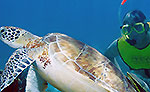 Akumal Sea Turtles