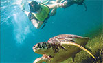 Akumal Sea Turtle Snorkeling Tour