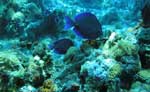 Playa del Carmen Snorkeling
