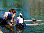 Xel Ha Dolphin Trainer for a Day