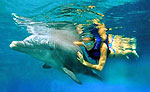 Delphinus Dolphin Swim