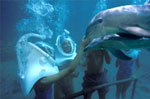 Xel Ha Sea Trek with Dolphins