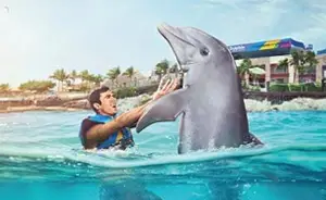 Dolphin Royal Swim - Garrafon