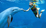 Dolphin Royal Swim - Garrafon