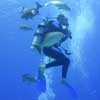 Cenotes Scuba Diving