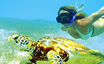 Snorkeling with Sea Turtles in Playa del Carmen