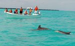 Wild Dolphins Playa del Carmen