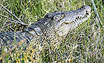 Crocodile Tour Cancun