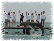 Dolphin Trainer for a Day Cancun