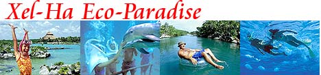 Swim With Dolphins at Xel Ha!