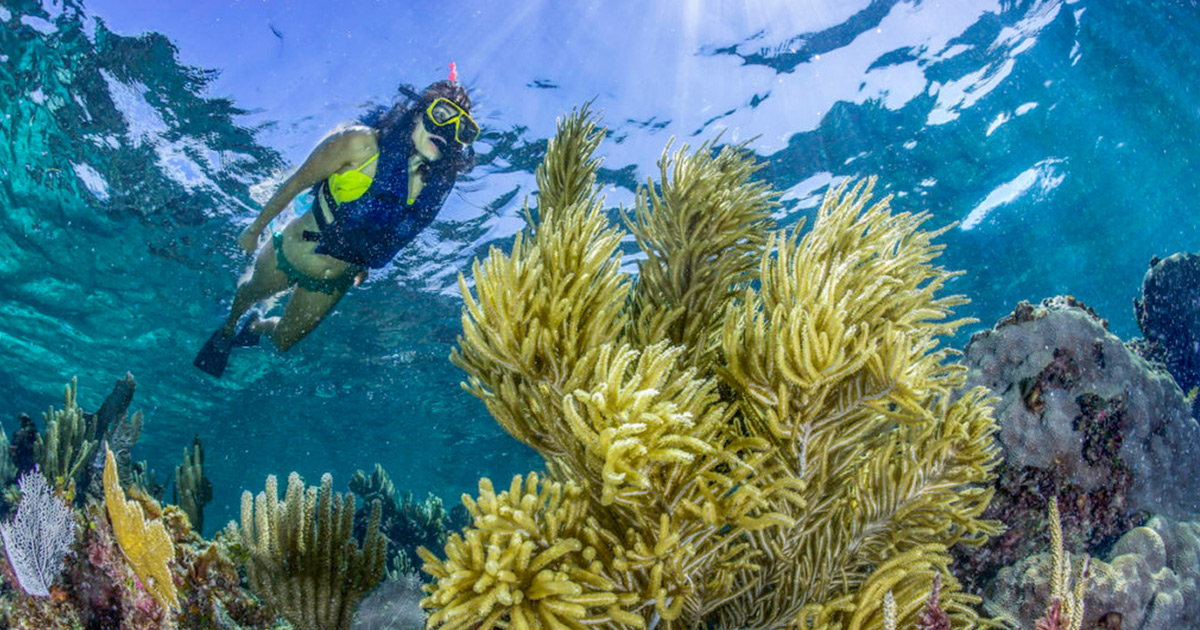 Puerto Morelos Snorkeling Tour