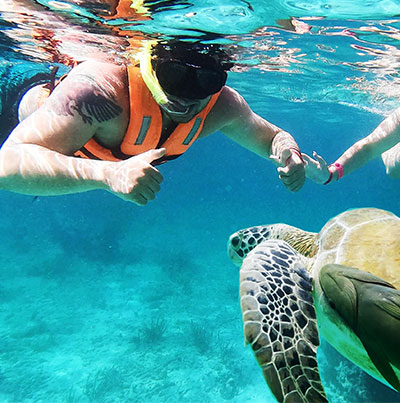 Sea Turtles - Playa del Carmen