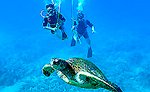 Snuba Cozumel Sea Turtles