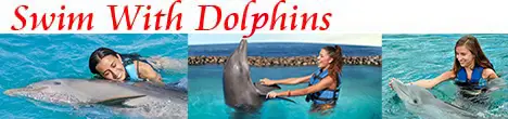 Swim With Dolphins in Cancun!