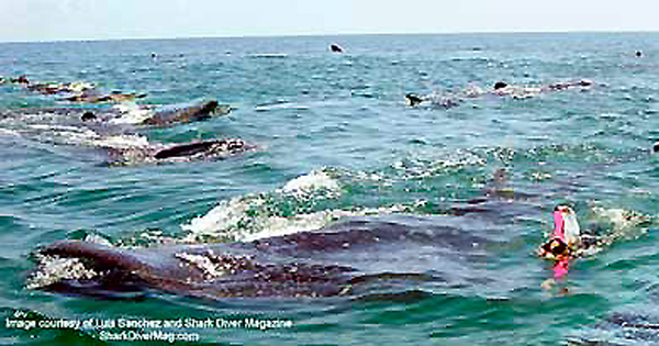 swim with whale sharks playa del carmen